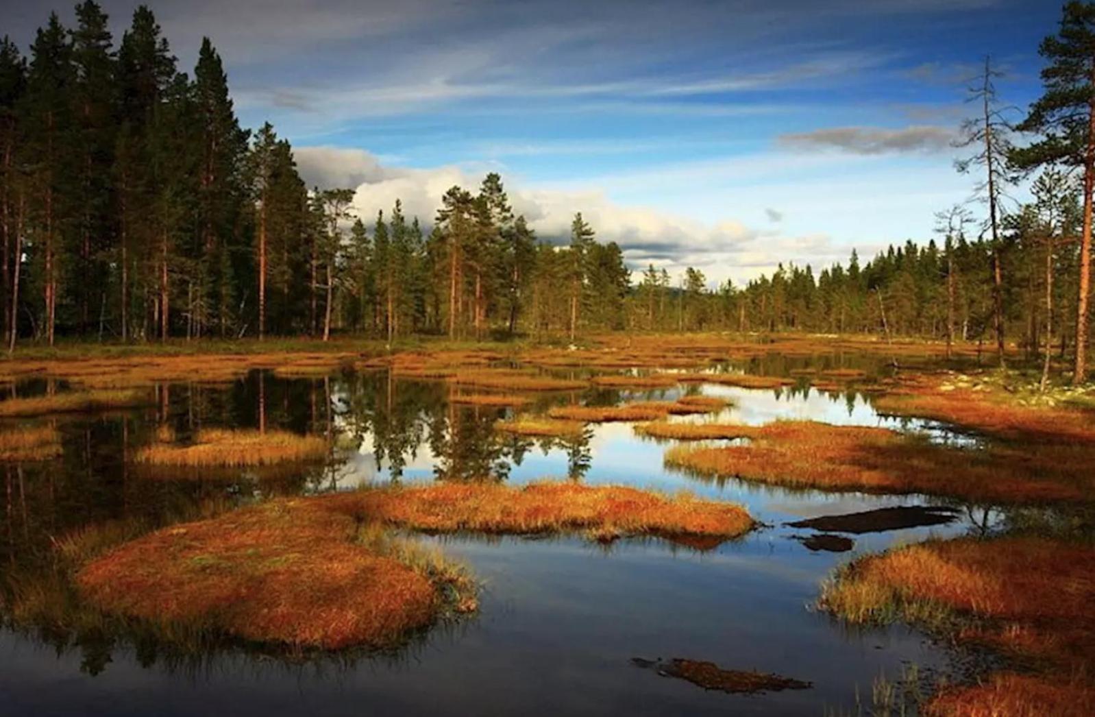 Apartmany New Forest Retreat - U Lesa, S Parkovanim, 300Mbit Internet Jeseník Exteriér fotografie